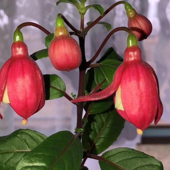 Meet your Posher, Lisa - Picture 1 of 1